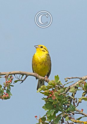 Yellowhammer  DM1850